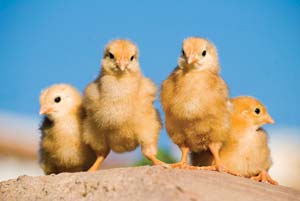 
Mother’s readers enjoy chickens for their eggs and as lovable pets.
